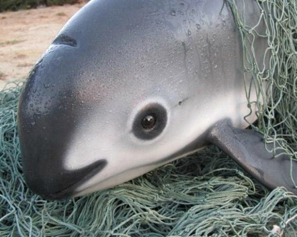 Read more about the article Vaquita – najmniejszy wieloryb na świecie jest krytycznie zagrożony